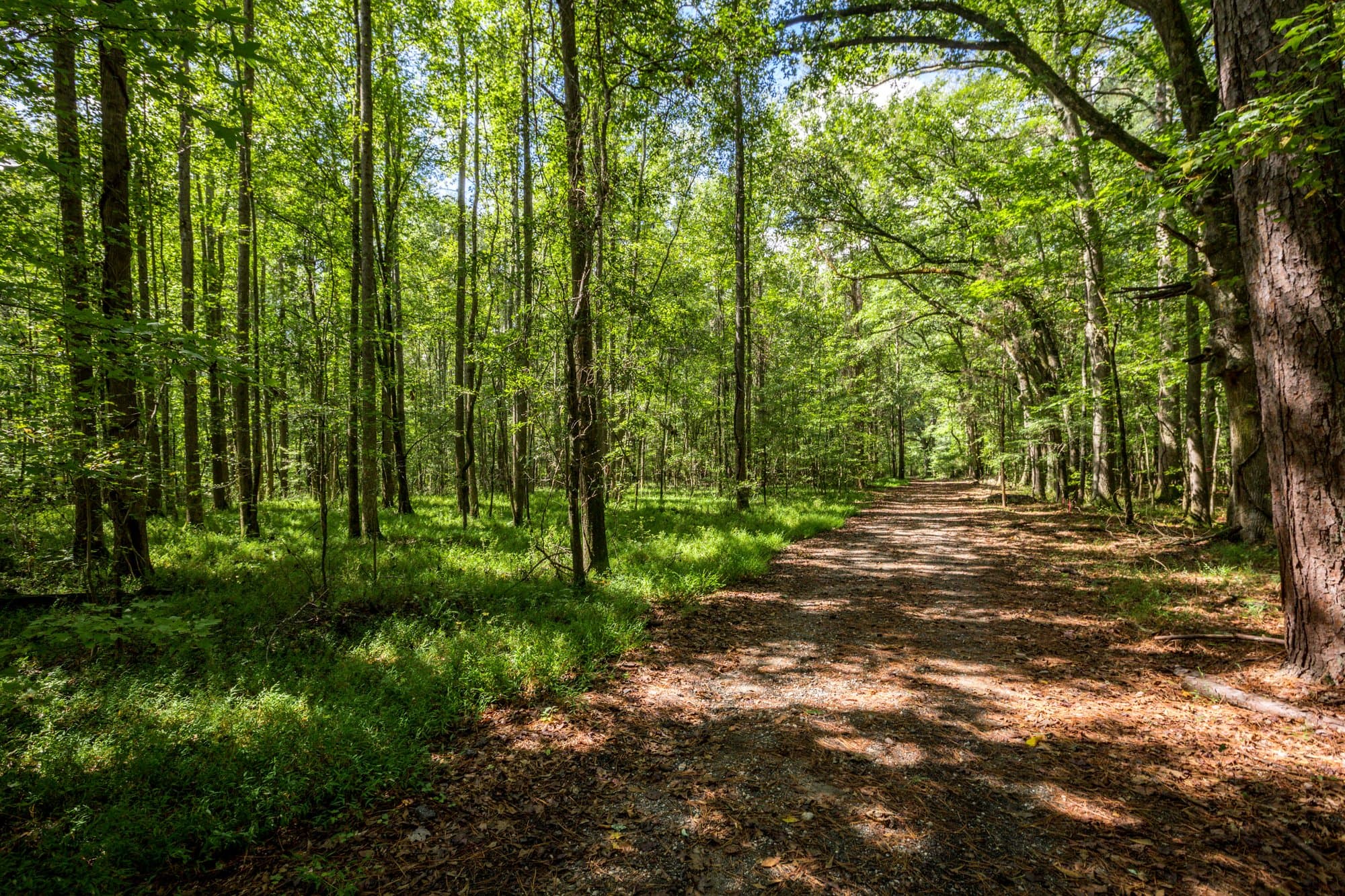 Dirt road through woods