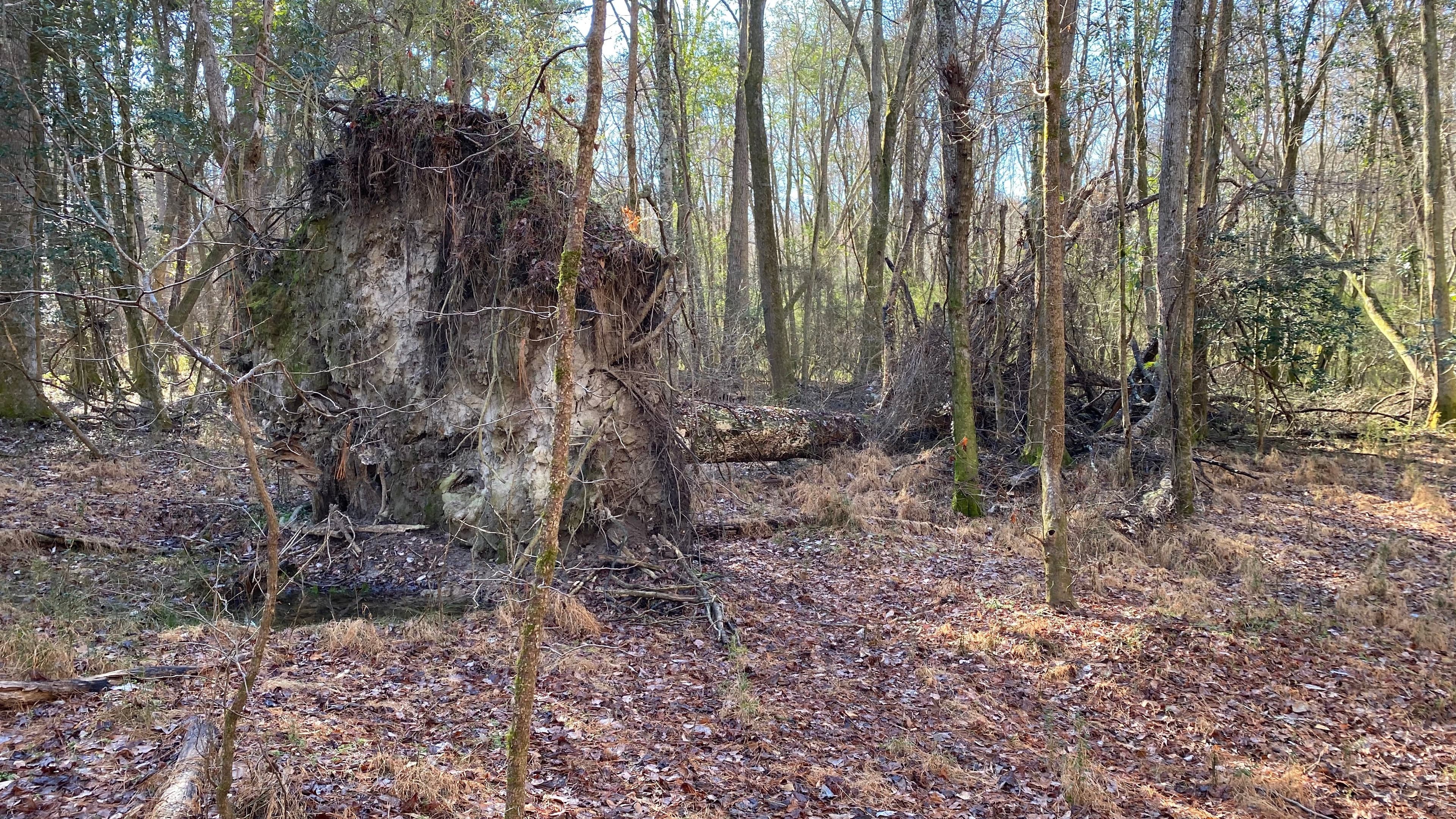 Large felled tree