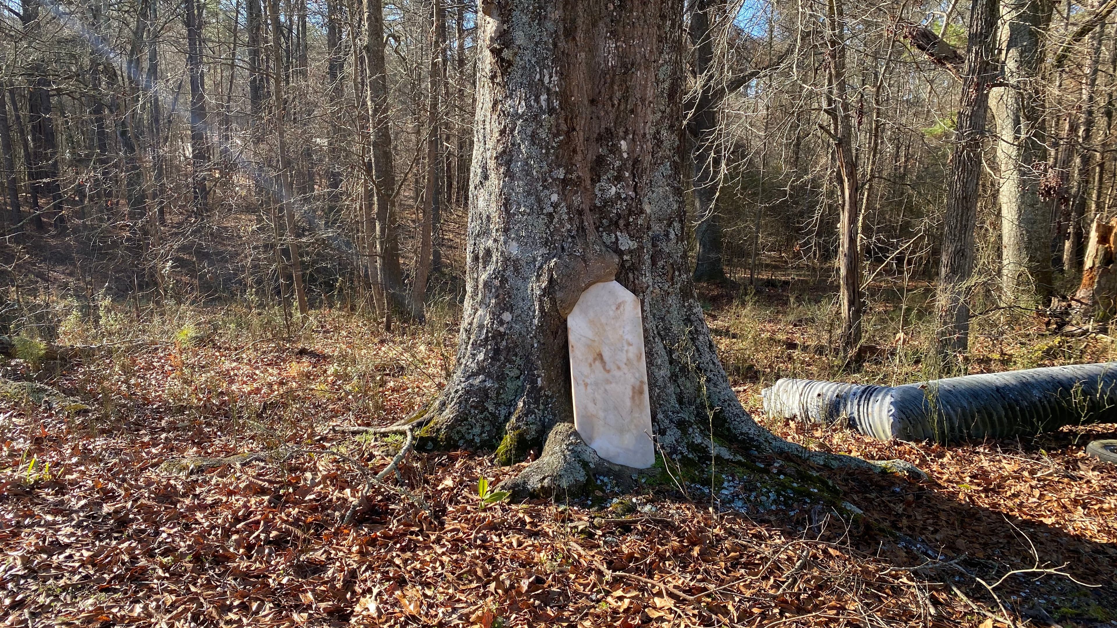 Old headstone in woods