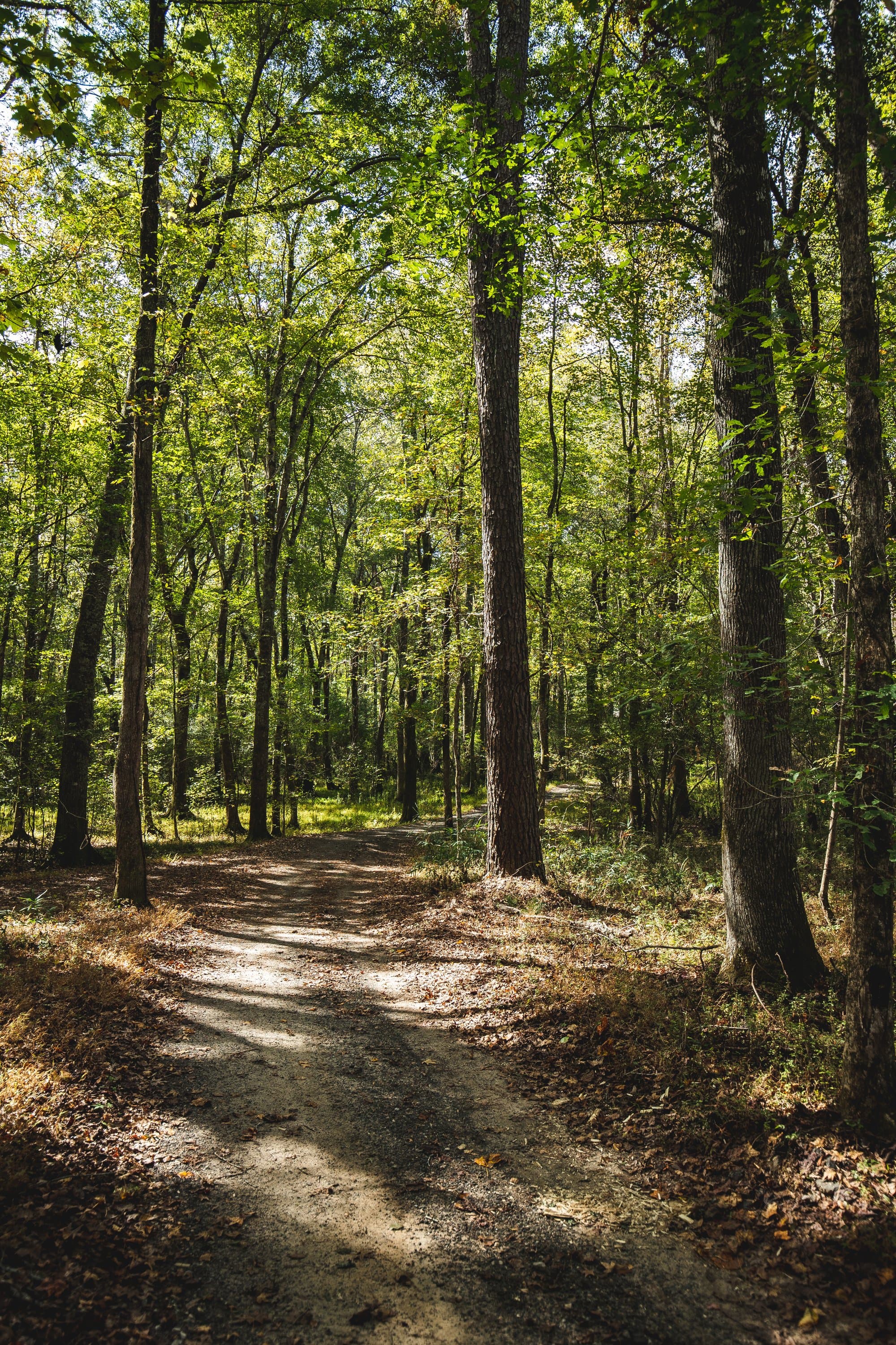 Wooded trail