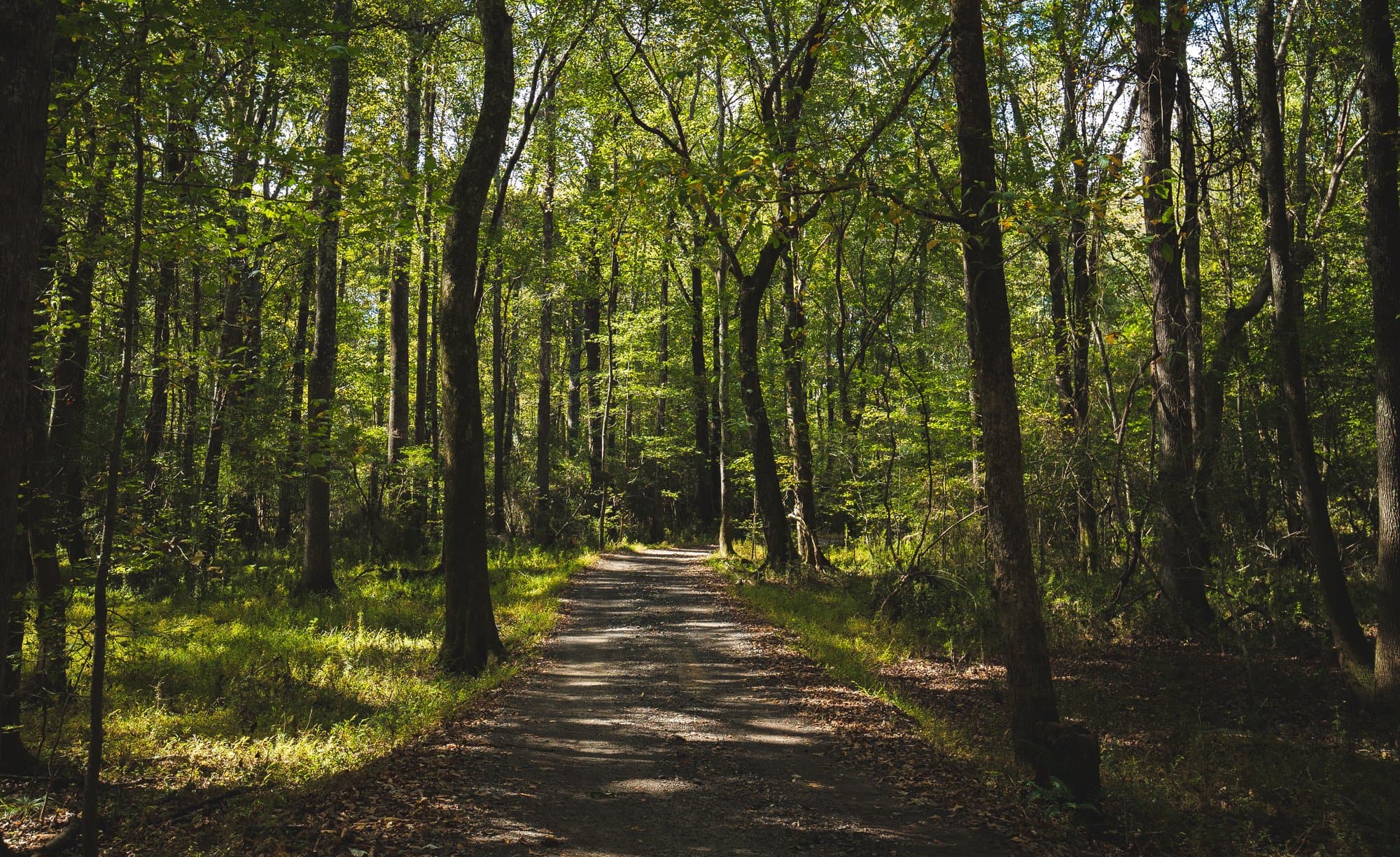 Trail through woods
