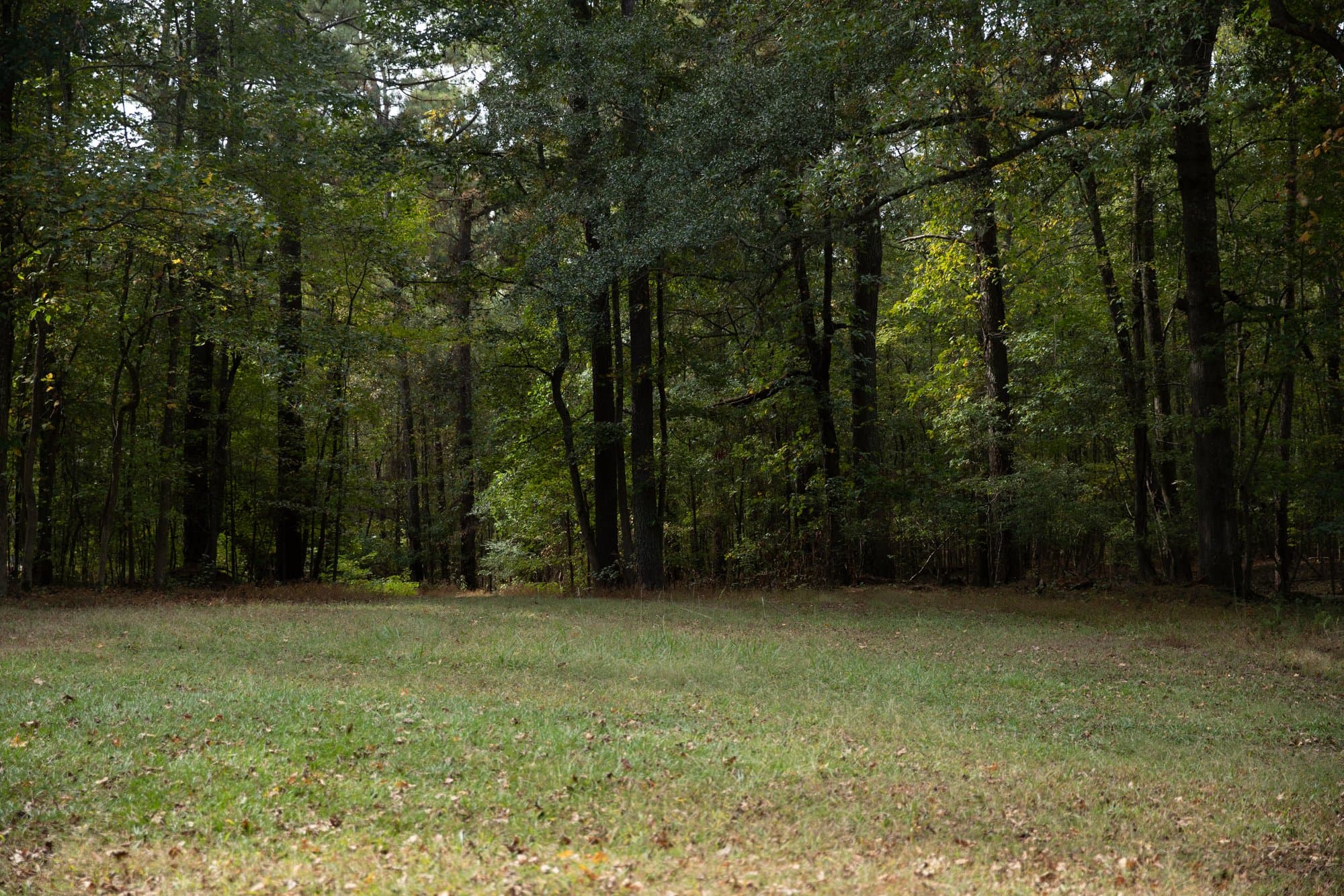 Forest clearing