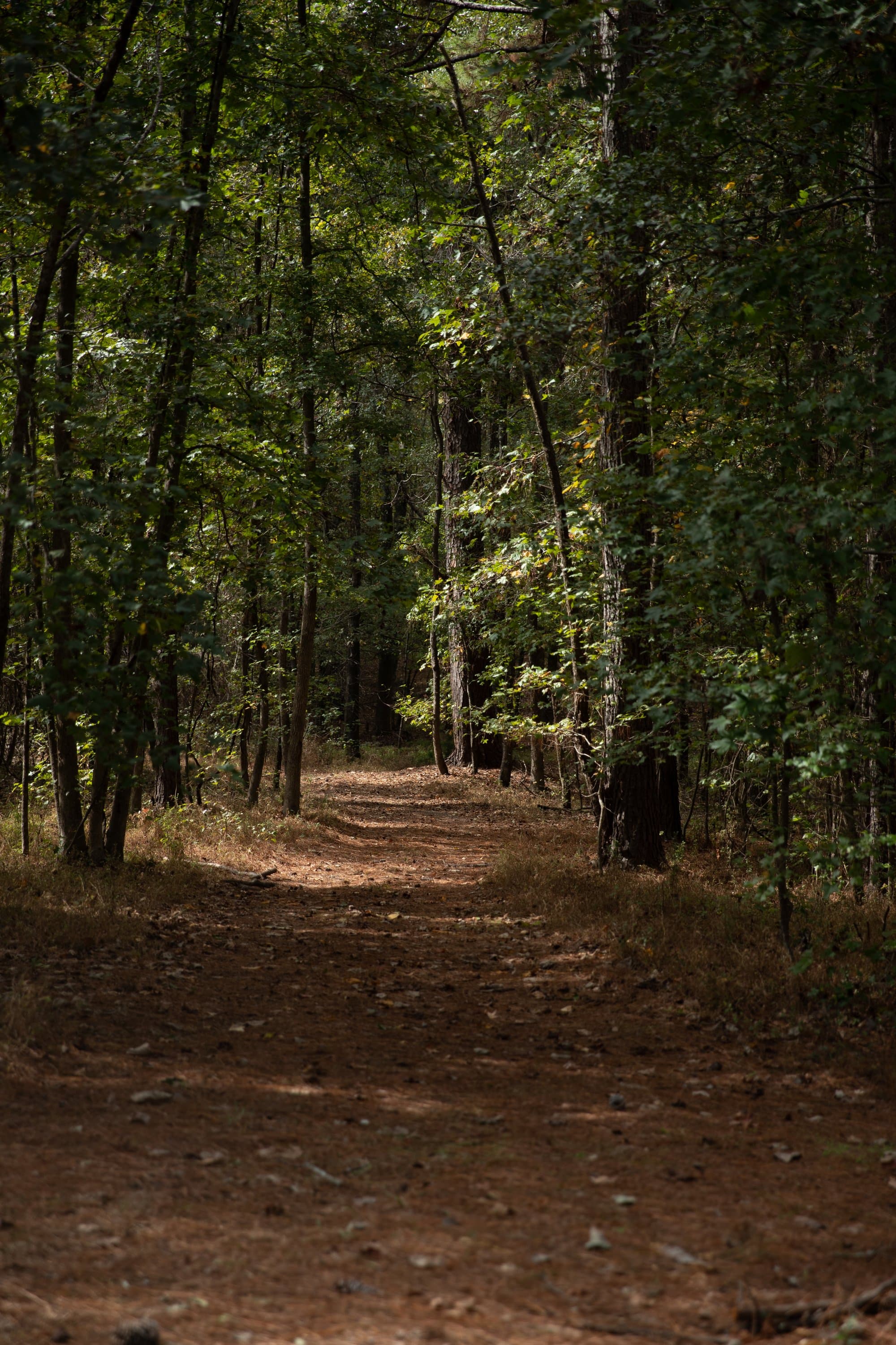 Trail through pines